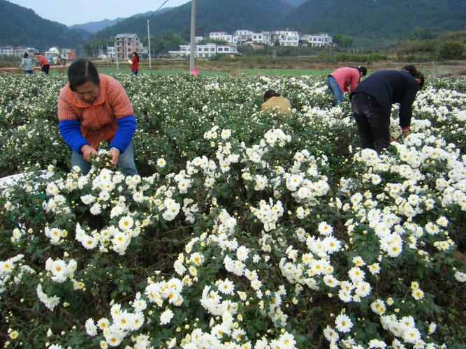 杭白菊_杭白菊什么时候采摘最好