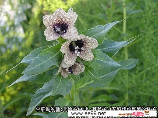 天仙花_天仙花草药图片