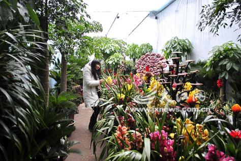 南昌花卉_南昌花卉市场批发市场